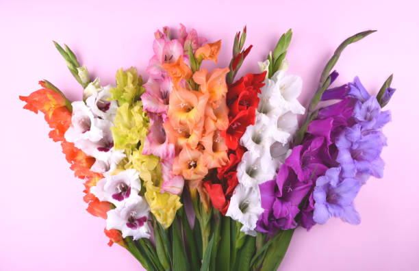 Farm Grown Gladiolas